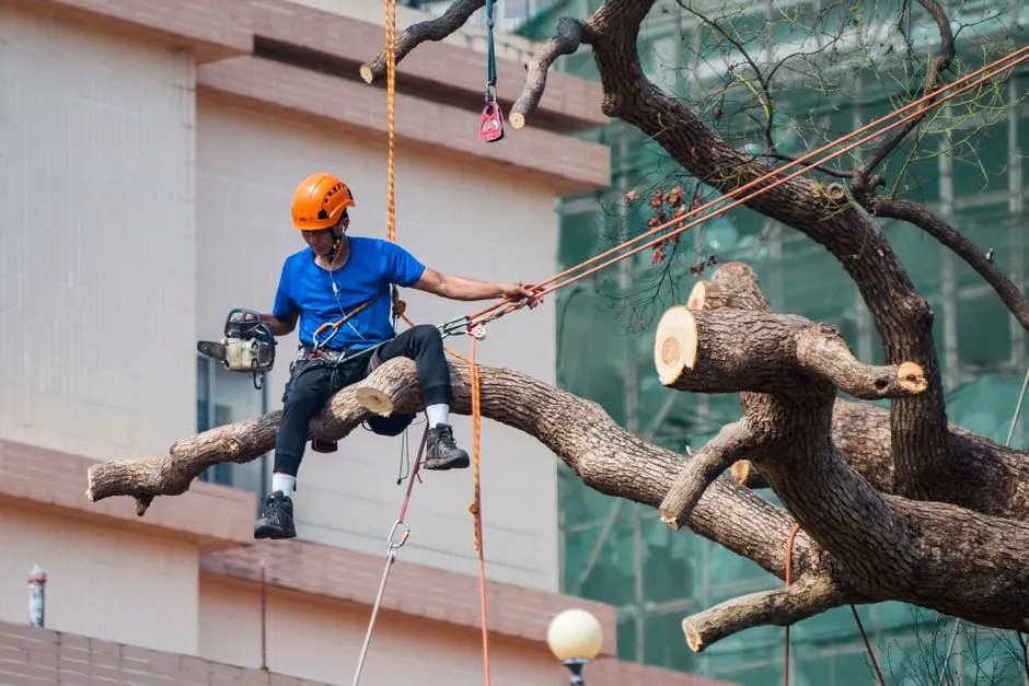 Demontage d'un arbre en rappel, harnais