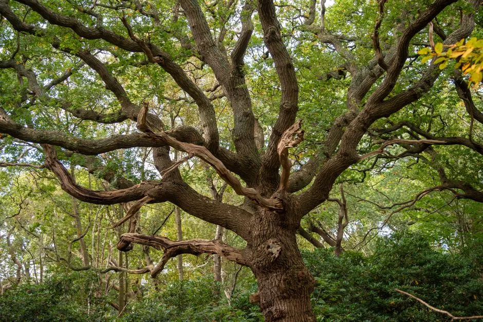 Grand chene en foret de Fontainebleau