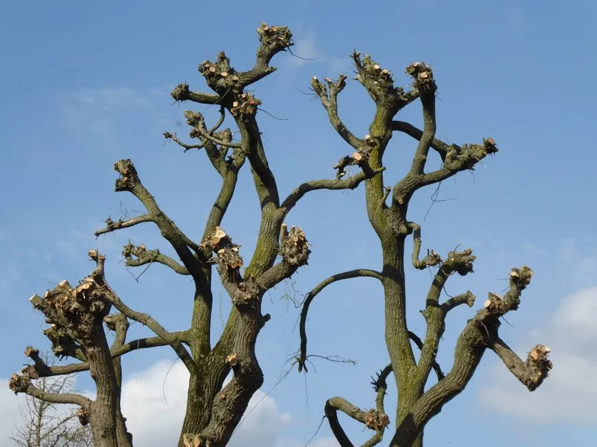 Arbres tailles en tetard, taille architecturale