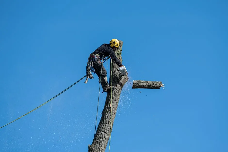 Nicolas Weiss en elagage, harnais et tronconneuse, sur un gros arbre